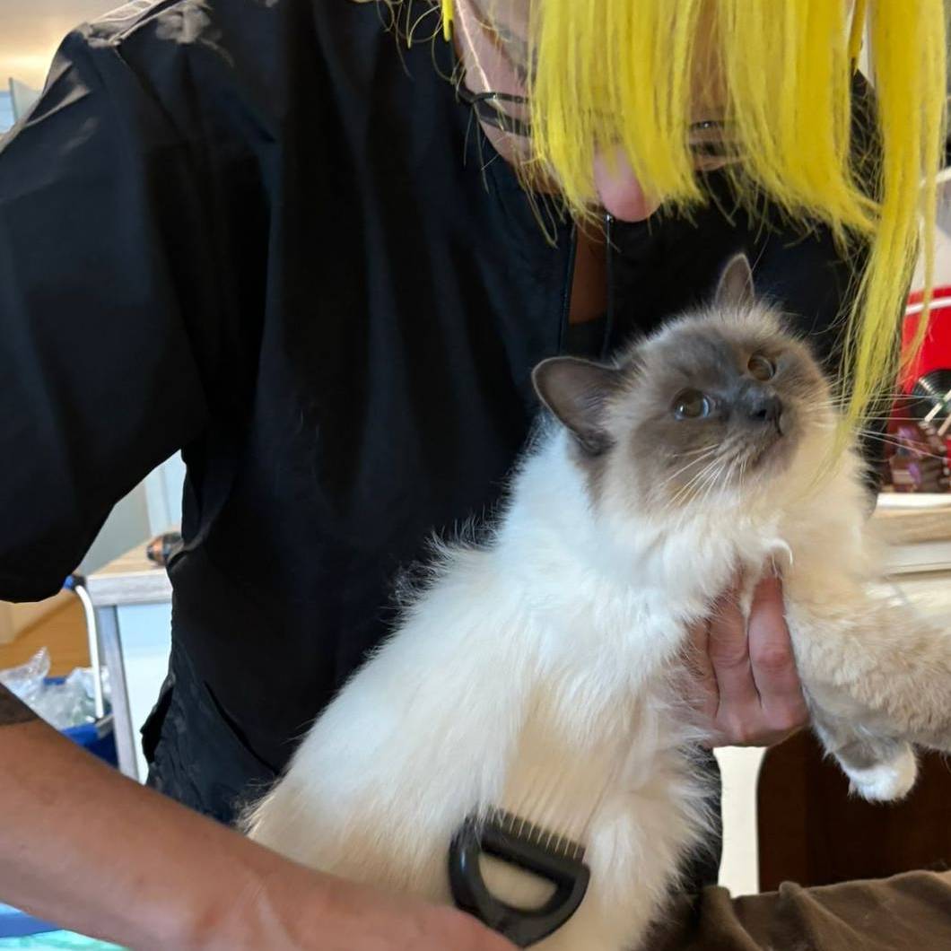Katzenfriseurin