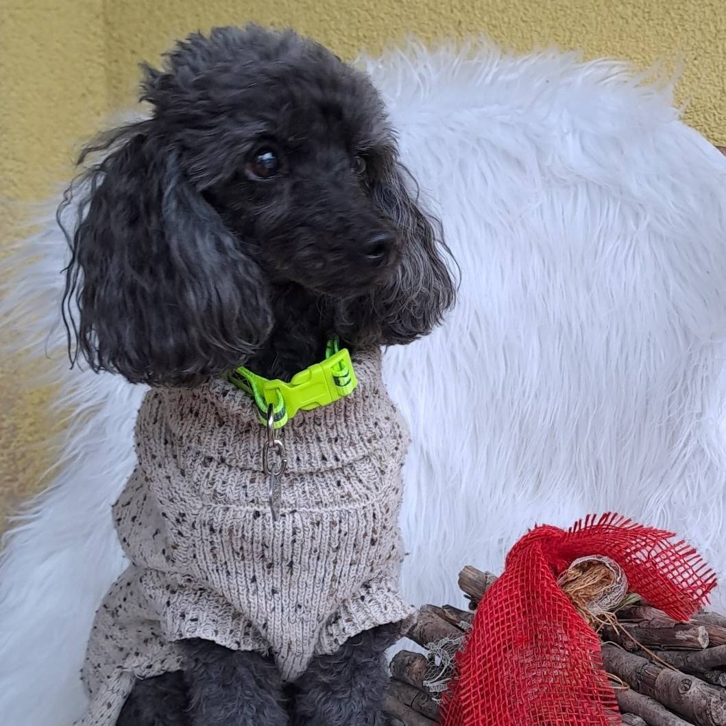Tierschönheitspflegerin mit Herz